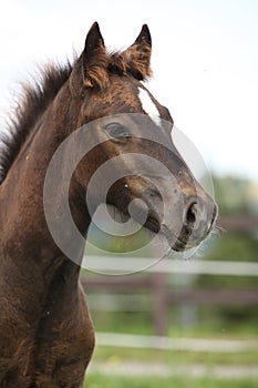 Welsh cob foal looking at you