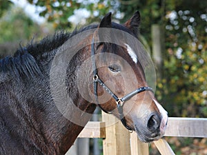 Welsh Cob Headshot