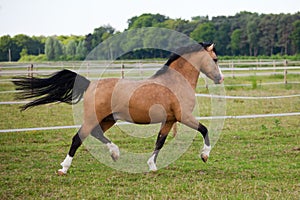 Welsh Cob pony