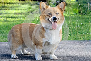 Welsh Corgi photo