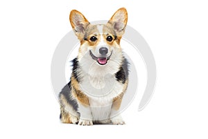 welsh corgi breed dog sitting