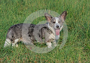 Welsh Corgi Cardigan blue merle in grass