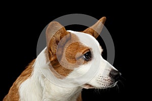 Welsh Corgi Cardigan Dog on Isolated Black Background