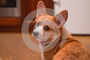 Welsh Corgi Cardigan looking interested in something.