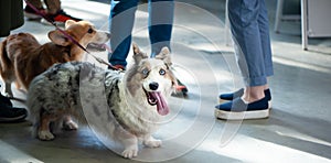 Welsh corgi cardigans color Blue with the owners. Exhibition of