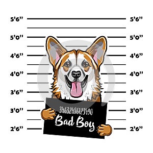 Welsh Corgi criminal. Arrest photo. Mugshot photo. Police placard, Police mugshot, lineup dog prisoner. Photo offender Vector