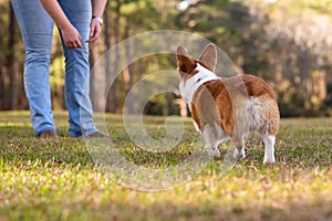 Welsh Corgi dog being petted by owner outside at a park.