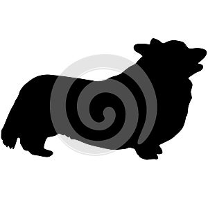 Welsh Corgi dog black silhouette on white background