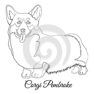 Welsh Corgi dog outline. Vector coloring