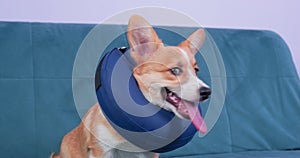 Welsh Corgi dog in postoperative soft cap sits on couch