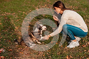 Welsh Corgi dog receives a reward for obedience