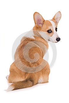 Welsh corgi dog sitting isolated on white background