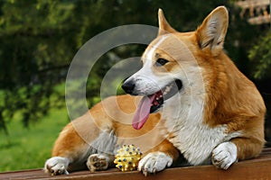 Welsh Corgi on the long chair