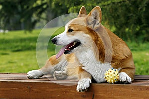 Welsh Corgi on the long chair