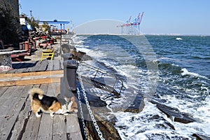 Welsh corgi on the outskirts of seaport