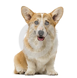 Welsh Corgi Pembroke (7 months old)