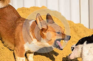 Welsh Corgi Pembroke bites another dog, funny meme photo