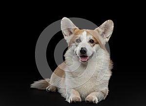 Welsh corgi Pembroke on a black background. dog in the studio photo