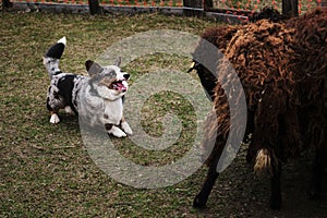 Welsh corgi cardigan blue merle grazing sheep. Sports standard for dogs on the presence of herding instinct. A beautiful and photo