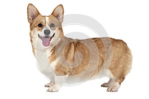 Welsh corgi Pembroke dog