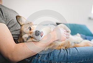 Welsh corgi pembroke dog being cuddled by the owner on the sofa