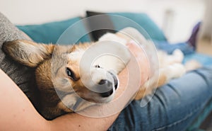 Welsh corgi pembroke dog being cuddled by the owner on the sofa