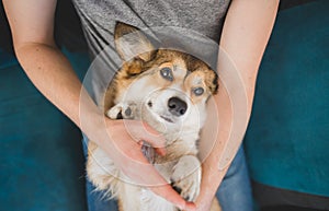 Welsh corgi pembroke dog being cuddled by the owner on the sofa