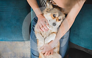 Welsh corgi pembroke dog being cuddled by the owner on the sofa photo