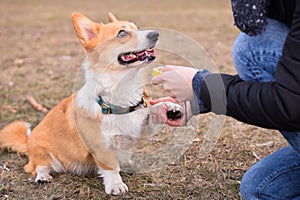 Welsh corgi pembroke dog giving a paw during positive clicker trainng