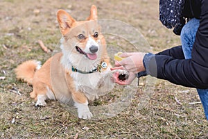 Welsh corgi pembroke dog giving a paw during positive clicker trainng
