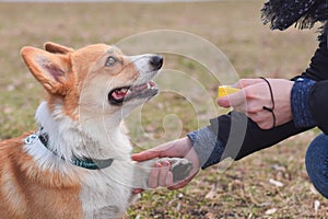 Welsh corgi pembroke dog giving a paw during positive clicker trainng