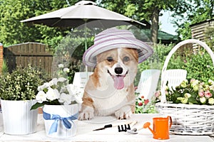 Welsh corgi Pembroke dog in a hat