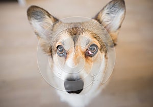 Welsh corgi pembroke dog with nictitans gland prolapse or `cherry eye` in right eye, dog with an eye problem