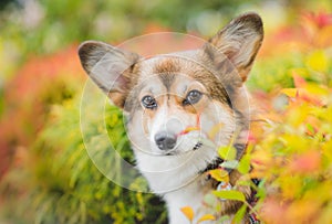 Welsh corgi pembroke dog potrait in colorful leaves