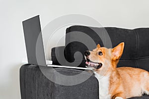 Welsh Corgi Pembroke dog sitting and looking at laptop and watching film. Happy purebred Corgi dog creative idea with