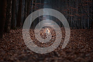 A Welsh Corgi Pembroke dog stands in the middle of a road in a dark forest