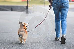 Welsh corgi pembroke dog walking nicely on a leash with an owner during a walk in the city