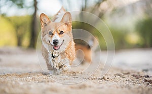 Welsh corgi pembroke dogs having fun and playing on a stone beach of Bohinj lake