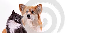 Welsh Corgi Pembroke and Gray Fluffy Cat portraits against white. Web banner template good for vet shop or veterinary