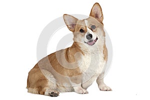 Welsh corgi Pembroke isolated on white