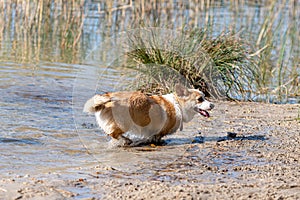 Welsh Corgi Pembroke on the lake beach, wet dog