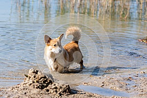 Welsh Corgi Pembroke on the lake beach, wet dog