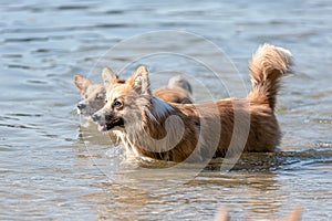 Welsh Corgi Pembroke on the lake beach, wet dog