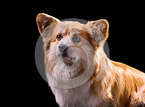 Welsh Corgi Pembroke Portrait. Adorable Fluffy Corgi against a black background.