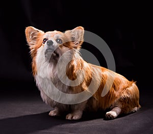 Welsh Corgi Pembroke Portrait. Adorable Fluffy Corgi against a black background.