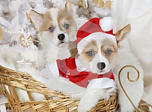 Welsh Corgi Pembroke puppies in a Santa costume