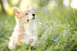 Welsh corgi pembroke puppy in autumn or summer flowers