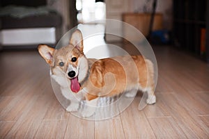 Welsh Corgi Pembroke puppy at home, happy smiling dog