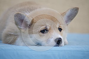 The welsh corgi pembroke puppy lies. Closeup portrait