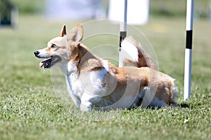 welsh corgi pembroke running dog agility course